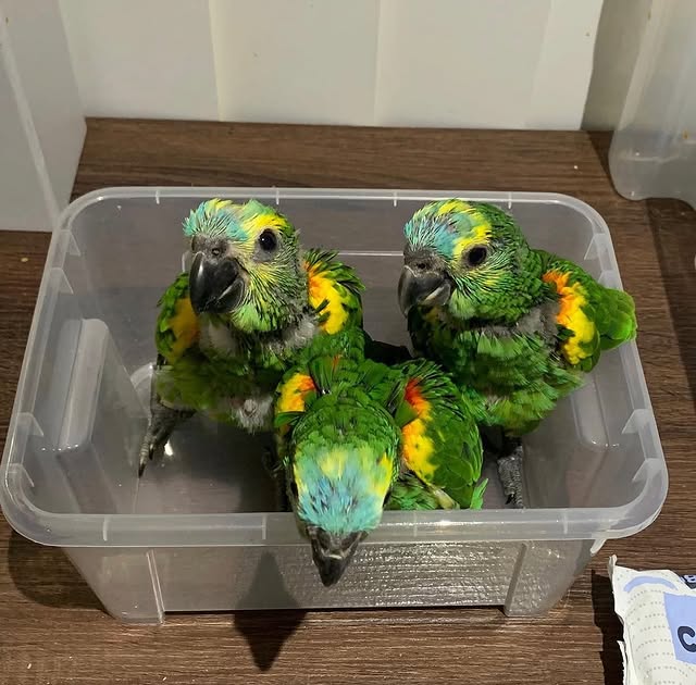 Fischer Lovebird Pair