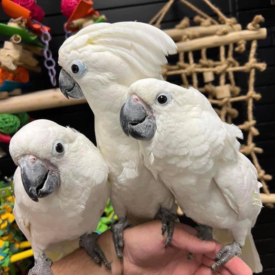 Umbrella Cockatoo